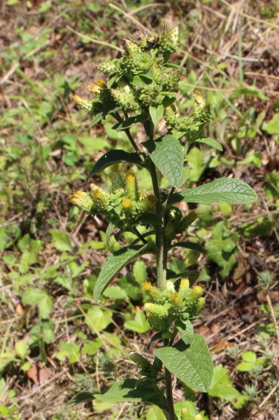 Pflanzenbild gross Dürrwurz-Alant - Inula conyzae