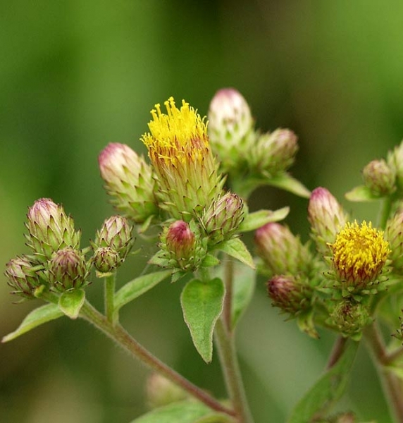 Pflanzenbild gross Dürrwurz-Alant - Inula conyzae