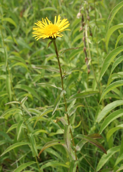 Pflanzenbild gross Weiden-Alant - Inula salicina