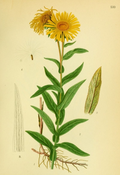 Pflanzenbild gross Weiden-Alant - Inula salicina