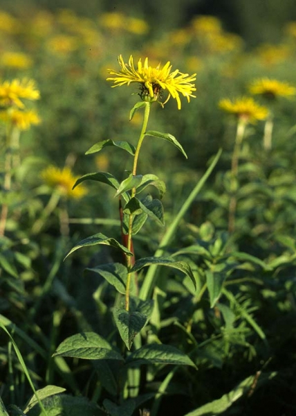 Pflanzenbild gross Weiden-Alant - Inula salicina