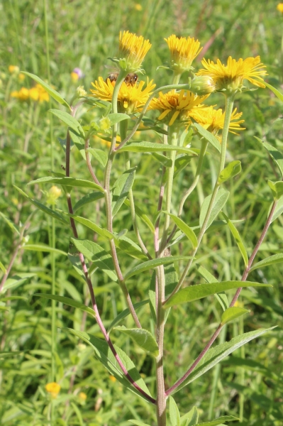 Pflanzenbild gross Schweizer Alant - Inula helvetica