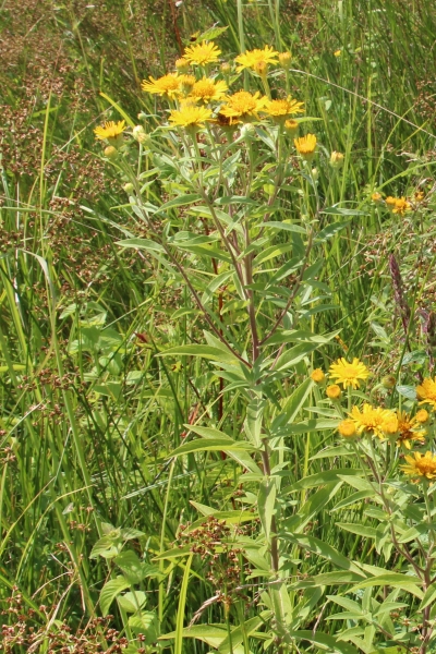 Pflanzenbild gross Schweizer Alant - Inula helvetica