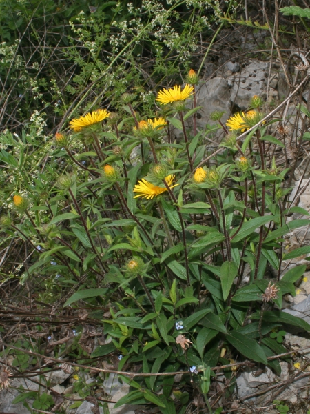 Pflanzenbild gross Rauer Alant - Inula hirta