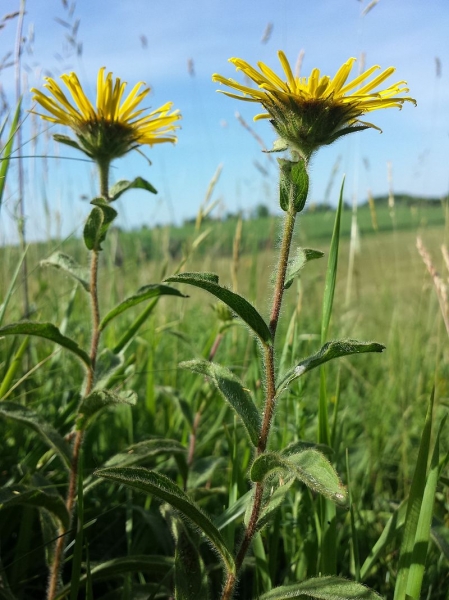 Pflanzenbild gross Rauer Alant - Inula hirta