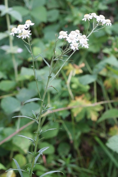 Pflanzenbild gross Sumpf-Schafgarbe - Achillea ptarmica