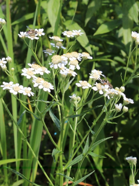 Pflanzenbild gross Sumpf-Schafgarbe - Achillea ptarmica
