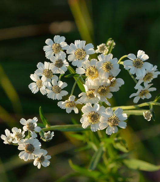 Pflanzenbild gross Sumpf-Schafgarbe - Achillea ptarmica