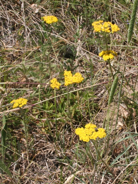 Pflanzenbild gross Gelbe Schafgarbe - Achillea tomentosa