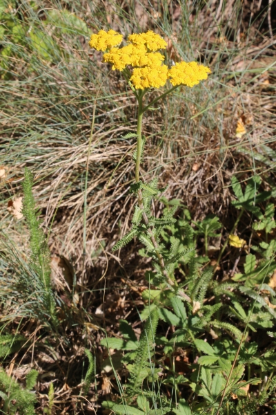 Pflanzenbild gross Gelbe Schafgarbe - Achillea tomentosa
