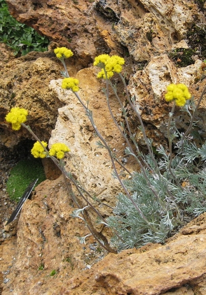 Pflanzenbild gross Gletscher-Edelraute - Artemisia glacialis