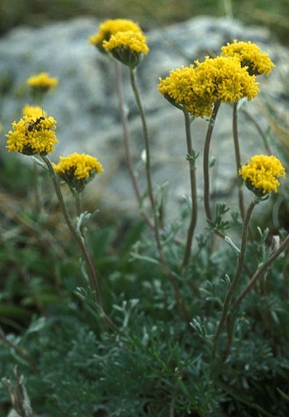 Pflanzenbild gross Gletscher-Edelraute - Artemisia glacialis