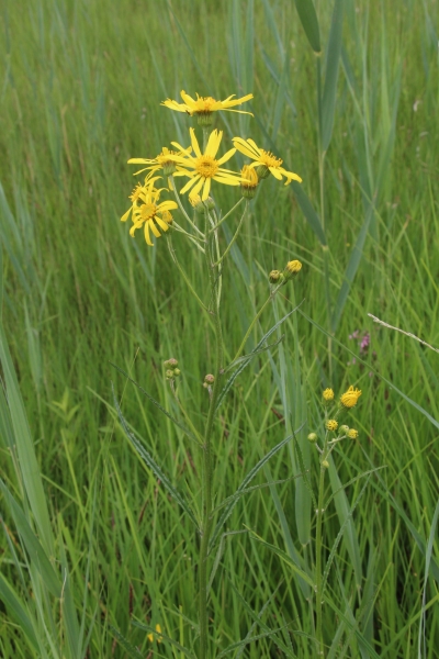 Pflanzenbild gross Sumpf-Greiskraut - Senecio paludosus