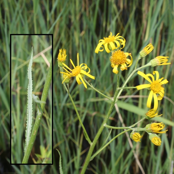 Pflanzenbild gross Sumpf-Greiskraut - Senecio paludosus