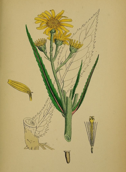 Pflanzenbild gross Sumpf-Greiskraut - Senecio paludosus
