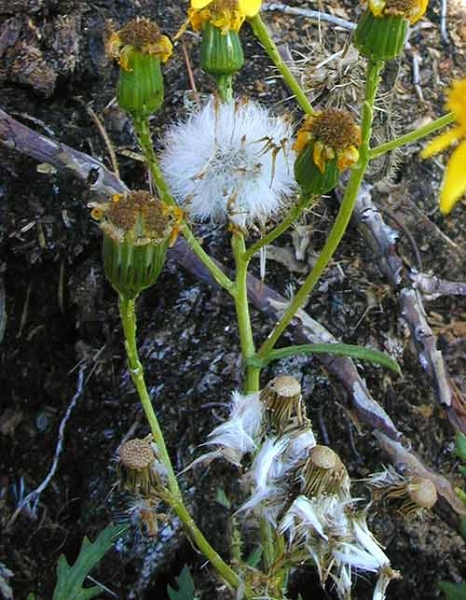 Pflanzenbild gross Felsen-Greiskraut - Senecio rupestris