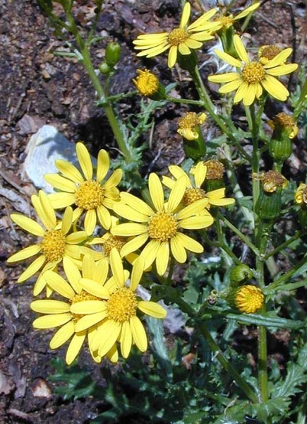 Pflanzenbild gross Felsen-Greiskraut - Senecio rupestris