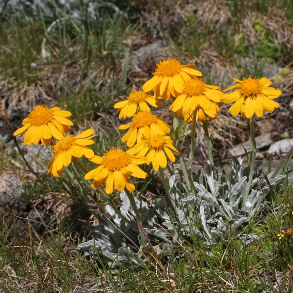 Pflanzenbild gross Hallers Greiskraut - Senecio halleri