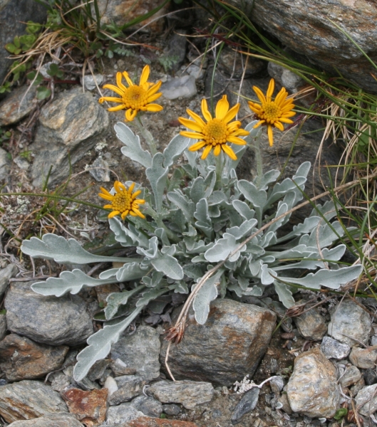 Pflanzenbild gross Hallers Greiskraut - Senecio halleri