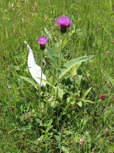 Pflanzenbild gross Verschiedenblättrige Kratzdistel - Cirsium helenioides