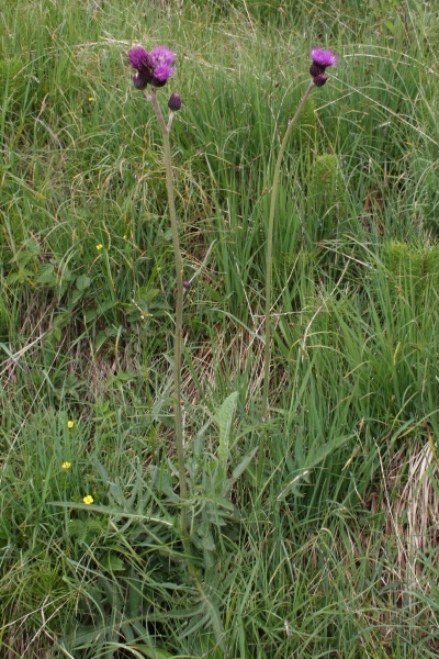 Pflanzenbild gross Bach-Kratzdistel - Cirsium rivulare