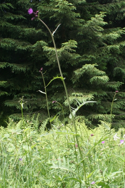 Pflanzenbild gross Bach-Kratzdistel - Cirsium rivulare
