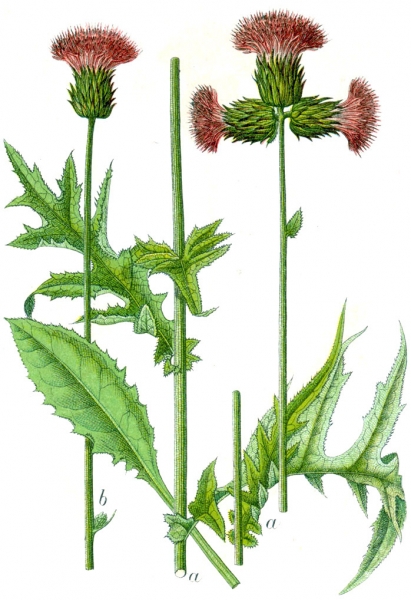 Pflanzenbild gross Bach-Kratzdistel - Cirsium rivulare
