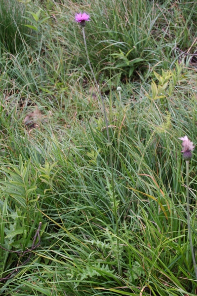 Pflanzenbild gross Knollige Kratzdistel - Cirsium tuberosum