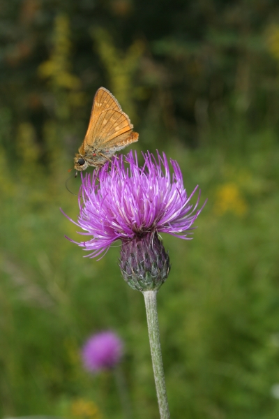 Pflanzenbild gross Knollige Kratzdistel - Cirsium tuberosum