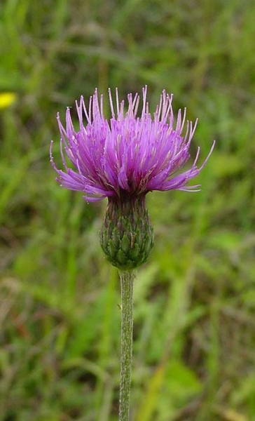 Pflanzenbild gross Knollige Kratzdistel - Cirsium tuberosum