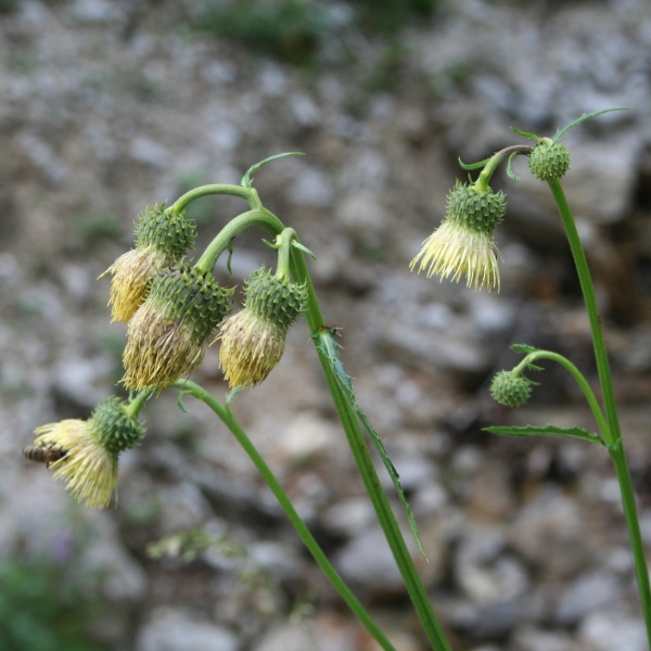 Pflanzenbild gross Klebrige Kratzdistel - Cirsium erisithales