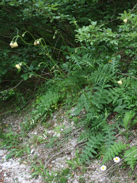 Pflanzenbild gross Klebrige Kratzdistel - Cirsium erisithales