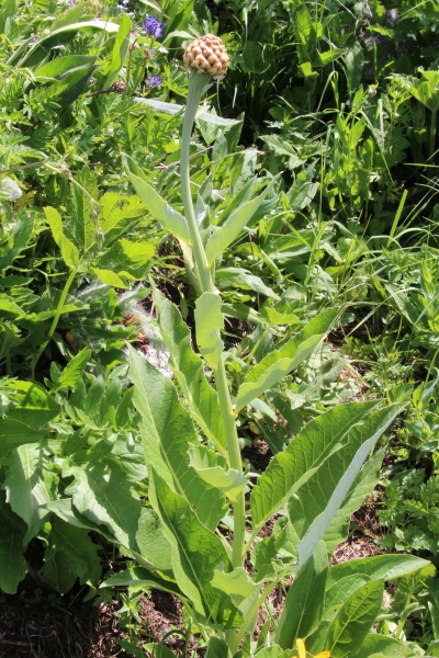 Pflanzenbild gross Alpen-Bergscharte - Stemmacantha rhapontica