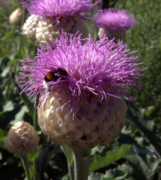 Pflanzenbild gross Alpen-Bergscharte - Stemmacantha rhapontica