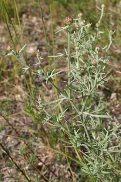 Pflanzenbild gross Walliser Flockenblume - Centaurea valesiaca