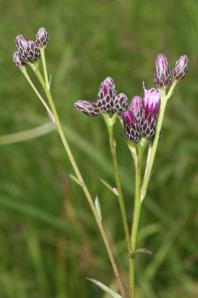 Pflanzenbild gross Gewöhnliche Färber-Scharte - Serratula tinctoria subsp. tinctoria