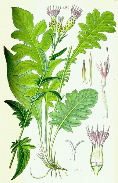 Pflanzenbild gross Gewöhnliche Färber-Scharte - Serratula tinctoria subsp. tinctoria