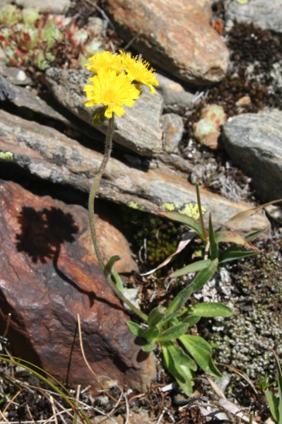 Pflanzenbild gross Gletscher-Habichtskraut - Hieracium angustifolium