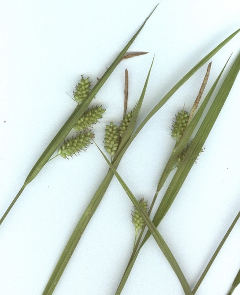 Pflanzenbild gross Bleiche Segge - Carex pallescens