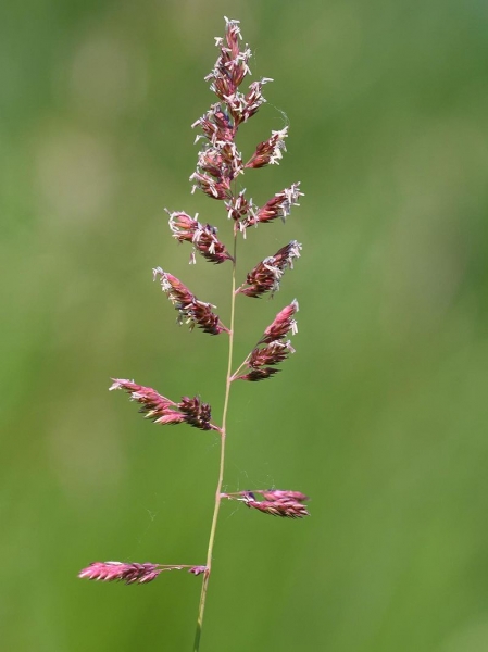 Pflanzenbild gross Rohr-Glanzgras - Phalaris arundinacea