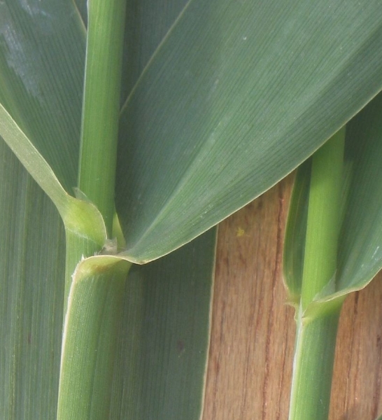 Pflanzenbild gross Rohr-Glanzgras - Phalaris arundinacea