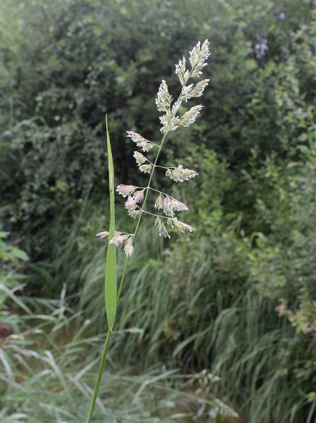 Pflanzenbild gross Rohr-Glanzgras - Phalaris arundinacea
