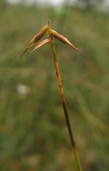 Pflanzenbild gross Wenigblütige Segge - Carex pauciflora