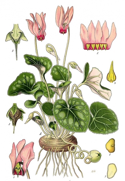 Pflanzenbild gross Europäisches Alpenveilchen - Cyclamen purpurascens