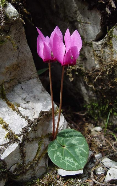 Pflanzenbild gross Europäisches Alpenveilchen - Cyclamen purpurascens