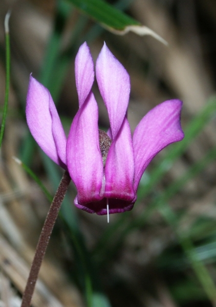 Pflanzenbild gross Europäisches Alpenveilchen - Cyclamen purpurascens