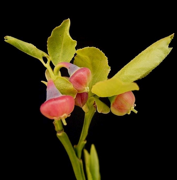 Pflanzenbild gross Heidelbeere - Vaccinium myrtillus