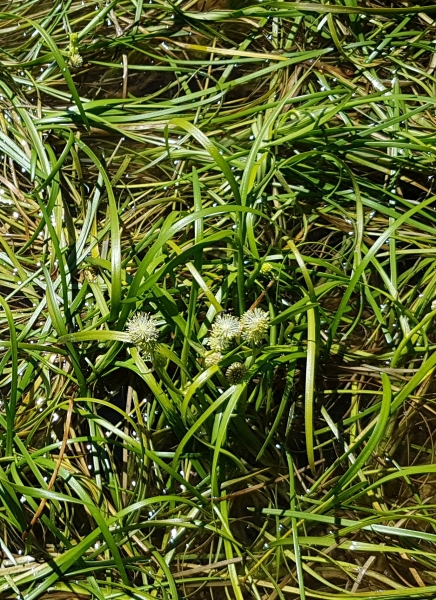 Pflanzenbild gross Schmalblättriger Igelkolben - Sparganium angustifolium