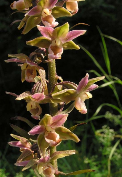 Pflanzenbild gross Violette Stendelwurz - Epipactis purpurata