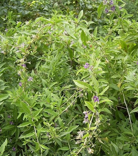 Pflanzenbild gross Bocksdorn - Lycium barbarum